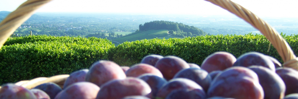 LVEO / Landesverband Erwerbsobstbau
