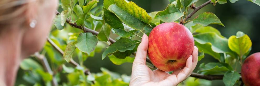 LVEO / Landesverband Erwerbsobstbau