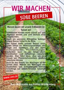 Erdbeeren